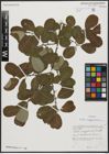 Foto von Salix aegyptiaca L.